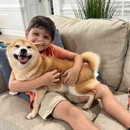 Journey - Shiba Inu