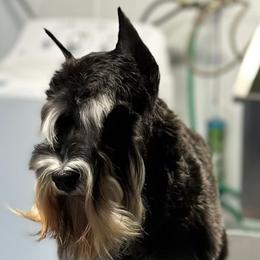 Isis - Miniature Schnauzer