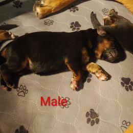 Black Collar- name pending - Black and red male German Shepherd puppy in Rancho Cucamonga, California from Abbeys Golden Retriever  and German Shepherd Puppies
