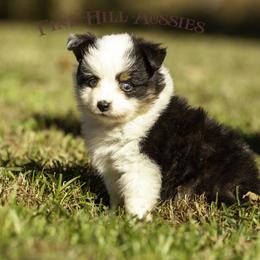 Miniature American Shepherd, Miniature Australian Shepherd, and Toy Australian Shepherd Puppies from Fine Hill Aussies