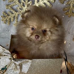 Spud - Chocolate sable male Pomeranian puppy in Fort Collins, Colorado from Gempoms