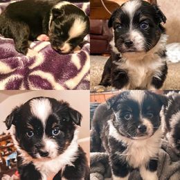 Pembroke Welsh Corgi and Toy Australian Shepherd Puppies from Double Bar H Corgis & Aussies
