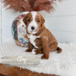 Clay - Red  male Goldendoodle puppy in Roanoke Rapids, North Carolina from Sweeter than Honey Doodles