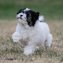 Lowchen Puppies from Dragonne Lowchen