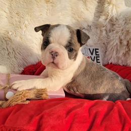 Boston Terrier puppies from Chrysco Boston Terriers