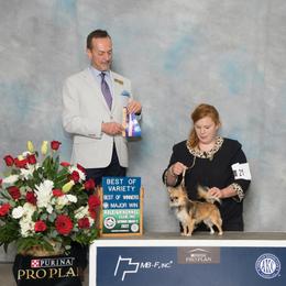 Ryker - Chihuahua