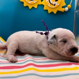 Smore's - White and black female Dalmatian puppy in Melrose, New Mexico from ECMO Farm Dalmatians & Labrador Retrievers