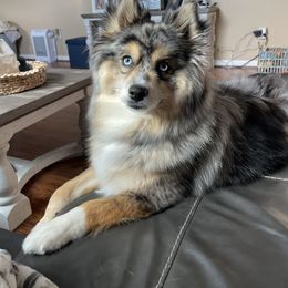 Pomsky Puppies from Pomskies 4 Dayz