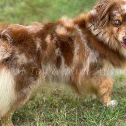 Zoe - Toy Australian Shepherd