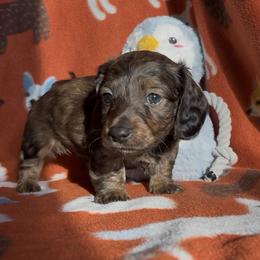 Sir George - Brindle male Dachshund puppy in Mc Alester, Oklahoma from A Anchor Farm