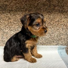 Boy 3 - Black and gold male Yorkshire Terrier puppy in Pomona, California from Cristian's Yorkshire Terriers