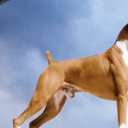 Boxers from Rummer   Run Boxers