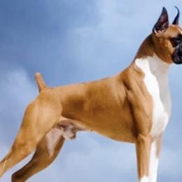 Boxers from Rummer   Run Boxers