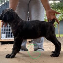Green girl - Black brindle female Cane Corso puppy in Saluda, South Carolina from Brooks Imperial Corso