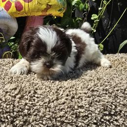 Chocolate parti girl 2 - Chocolate female Shih Tzu puppy in Newark, Ohio from Gemini Kennels