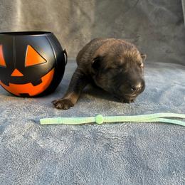 Hazel - Red sable female Belgian Malinois puppy in Sheridan, Arkansas from Dark Sky Kennels