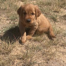 Lily - Golden female Golden Retriever puppy in Wellington, Colorado from High Country Golden Retrievers