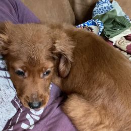 Golden Retriever Puppies from Elm Hollow Golden Retreivers