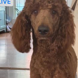 Rowdy - Poodle