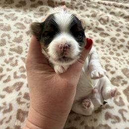 Boy one(more white) - Parti male Yorkshire Terrier puppy in Virginia from Yorkies of Boston