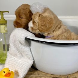 Australian Labradoodle Puppies from Legendary Labradoodles LLC