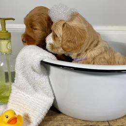 Australian Labradoodle Puppies from Legendary Labradoodles LLC