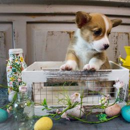 Pembroke Welsh Corgi Puppies from South Texas Blue Collar Corgis