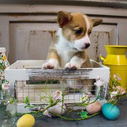 Pembroke Welsh Corgi Puppies from South Texas Blue Collar Corgis