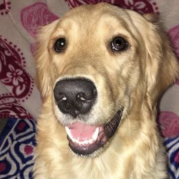 Talula - Golden Retriever