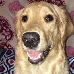 Talula - Golden Retriever