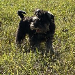 Zach - Salt and pepper male Miniature Schnauzer puppy in Brenham, Texas from Ashley Martinez