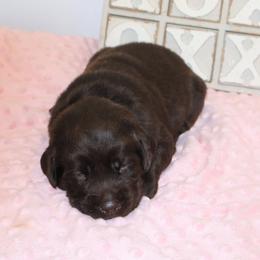 Grace - Chocolate female Labrador Retriever puppy in Camden, Indiana from Camden's Caring Canines