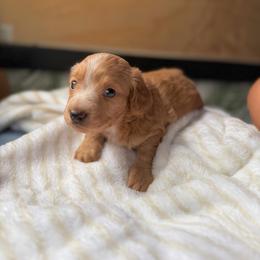 Strawberry - Cream female Dachshund puppy in Lakeland Village, California from CA__Dachshunds