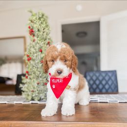 Manger - Red  male Goldendoodle puppy in Hopkins County, Texas from Boutique Doodles