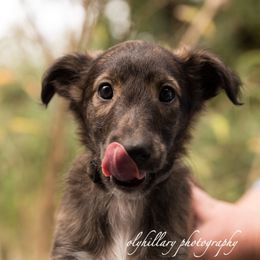 Silken Windhound Puppies from Amethyst Silken Windhounds