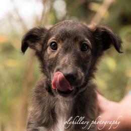 Silken Windhound Puppies from Amethyst Silken Windhounds