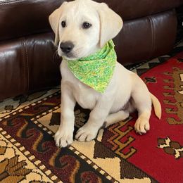 Baron - Labrador Retriever puppy in Harrison, Arkansas from Brandywine Labradors