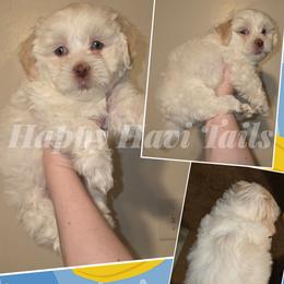 Lychee- 5th born - Cream male Havanese puppy in Kansas City, Missouri from Happy Havi Tails