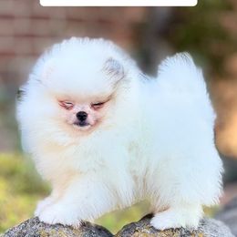 Pomeranian Puppies from Pommiepalace