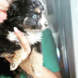 Tilly - Black Miniature Australian Shepherd puppy in Jonesboro, Texas from A6 Mini Aussies