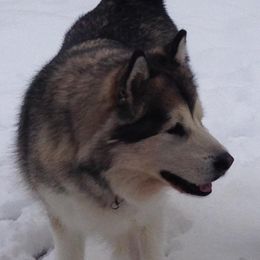 Alaskan Malamutes from DruAnne Martin-Nutzell's Alaskan Malamutes