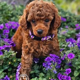 Shelby - Red  female Poodle puppy in Salem, Missouri from Meadowbrook Poodles