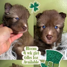 Bloom - Red and white female Siberian Husky puppy in Florence, Kentucky from Moonlight Howl Huskies