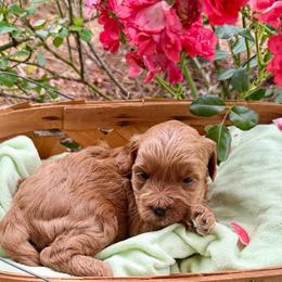 Ginger - Red female Cavapoo puppy in Newville, Alabama from Southeast cavapoos