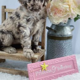Aussiedoodle and Australian Shepherd Puppies from Dunroamin Farms Australian Shepherds and Aussiedoodles
