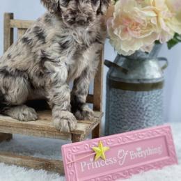 Aussiedoodle and Australian Shepherd Puppies from Dunroamin Farms Australian Shepherds and Aussiedoodles