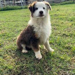 Miniature American Shepherd puppies from Rikashay Kennels