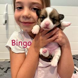 Bingo - Sable Pembroke Welsh Corgi puppy in Fallbrook, California from Le Rêve Corgis