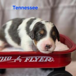 Tennessee - Grey and white male Bernedoodle puppy in Summerville, South Carolina from Channys Doodles