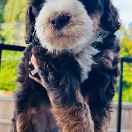 Princess Rosalina. - Chocolate merle female Bernedoodle puppy in Sandy, Oregon from MC Doodles